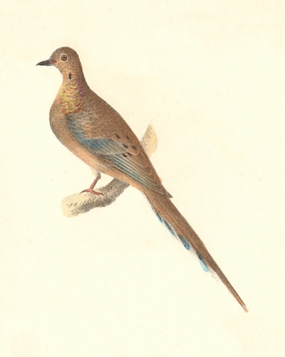 The Carolina Turtle Dove