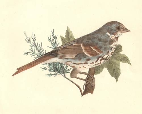 The Fox-colored Sparrow