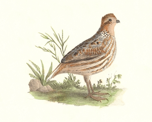 The American Quail, female