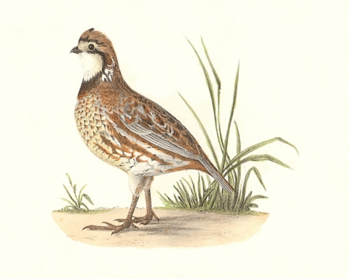 The American Quail, male