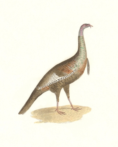 The Wild Turkey