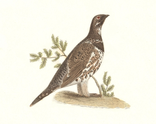 The Spruce Grouse