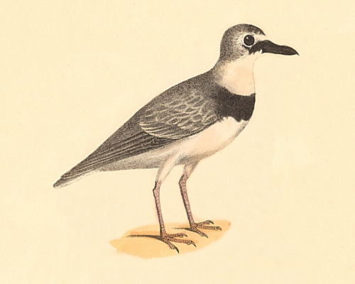 Wilson's Plover