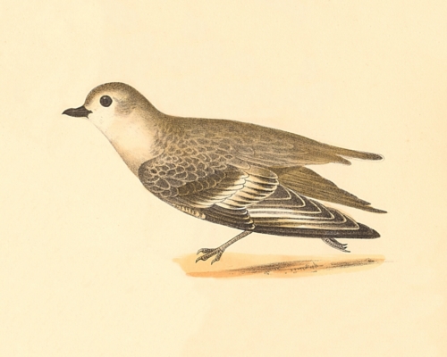 The Piping Plover