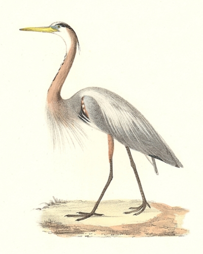 The Great Blue Heron