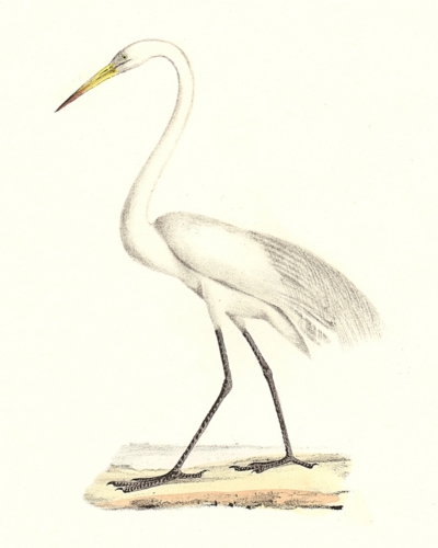 The Great White Heron
