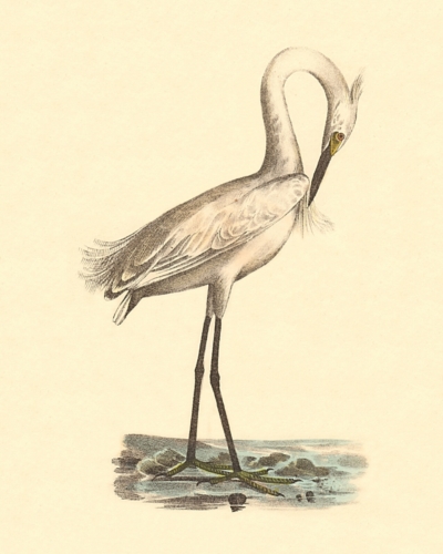 The White-crested Heron