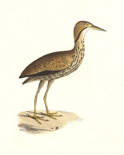 The American Bittern