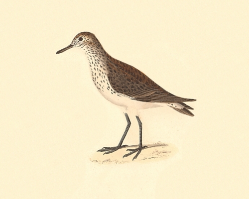 Schinz's Sandpiper