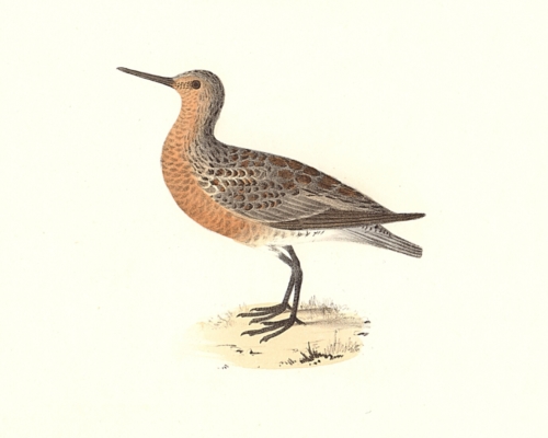 The Red-breasted Sandpiper