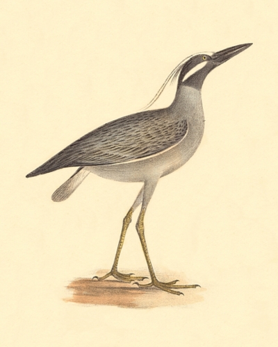 The Yellow-crowned Night Heron