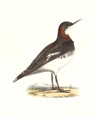The Hyperborean Lobefoot, breeding plumage