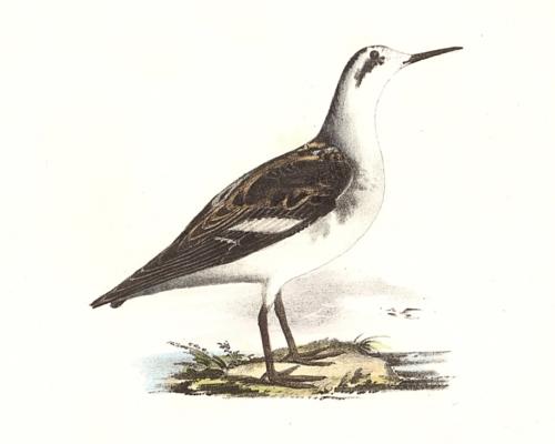 The Hyperborean Lobefoot, winter plumage