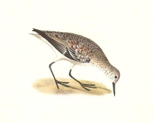 The Sanderling