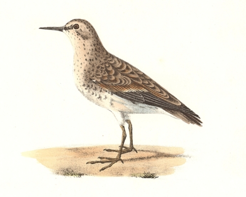 Wilson's Sandpiper, summer plumage