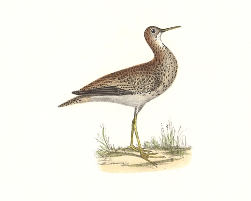 The Black-breasted Snipe