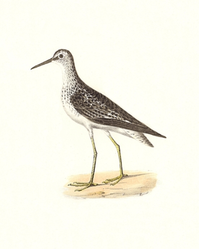 The Yellowlegs