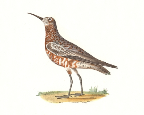 The Curlew Sandpiper