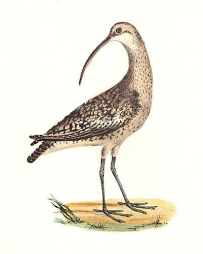The Jack Curlew
