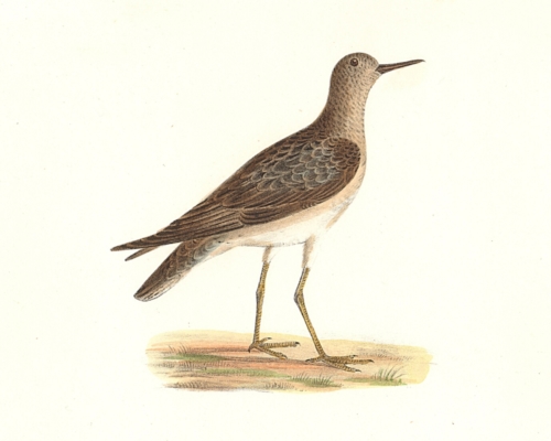 The Ruff