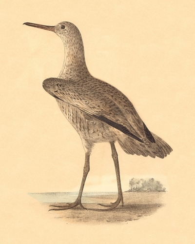 The Willet