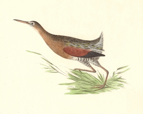 The Saltwater Meadow-hen