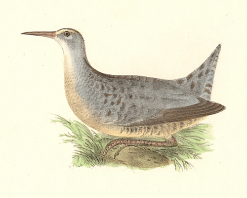 The Freshwater Meadow-hen