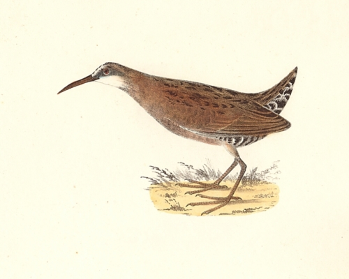 The Mud-hen