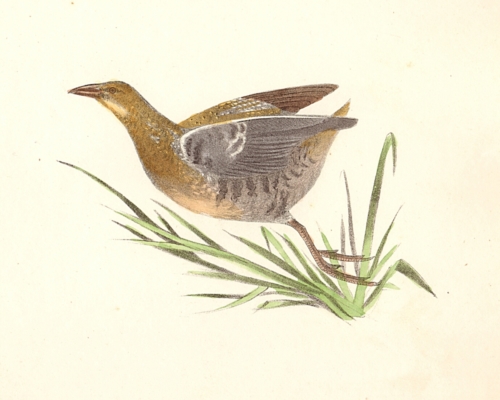 The Sora Rail