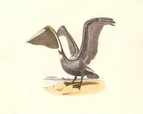 The Brown Pelican