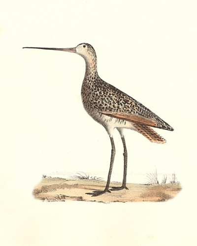 The Marlin