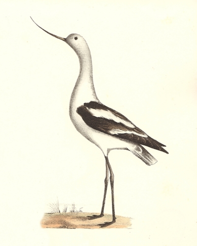 The American Avoset, winter plumage