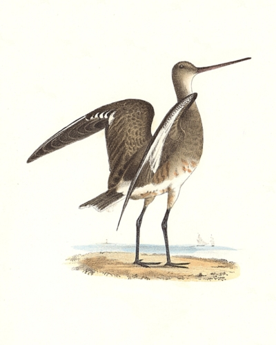 The Ring-tailed Marlin