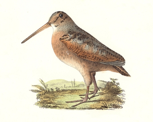 The American Woodcock