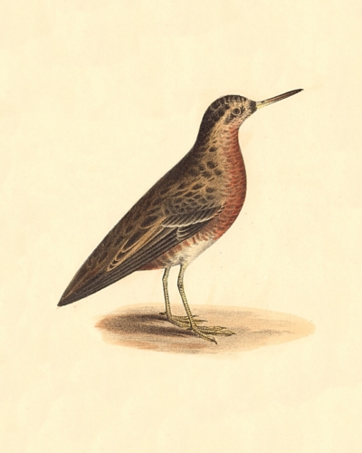 The Red Phalarope