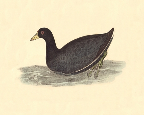 The American Coot