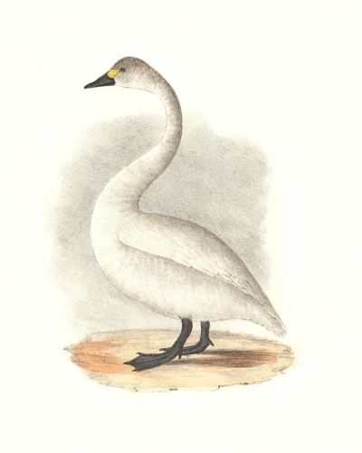 The American Swan