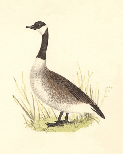 The Wild Goose
