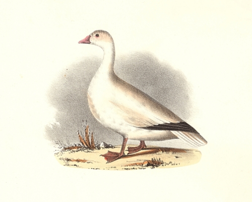 The Snow Goose