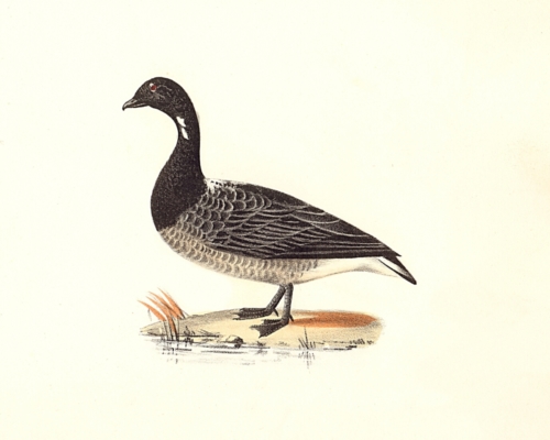 The Brant