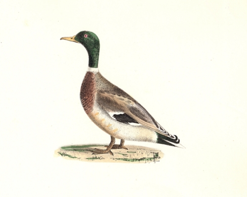 The Mallard