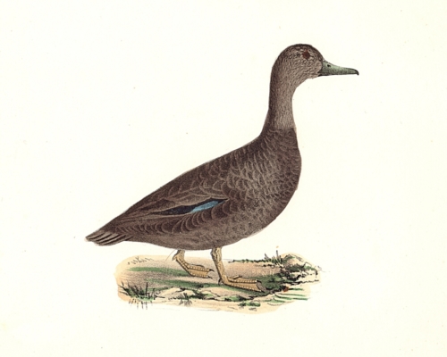 The Black Duck