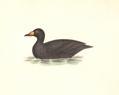 The Broad-billed Coot