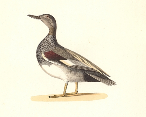 The Grey Duck