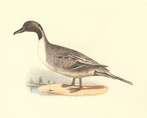 The Pintail Duck
