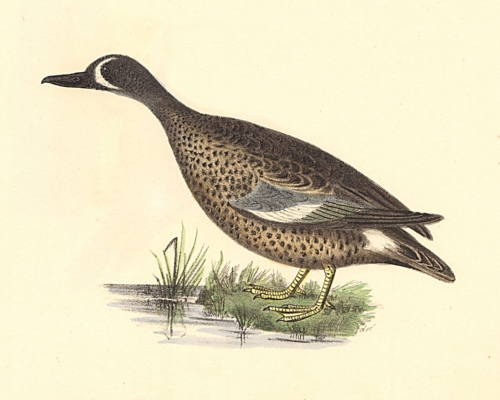 The Blue-winged Teal