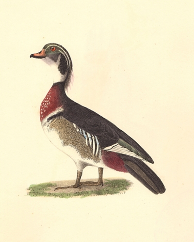 The Wood Duck