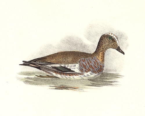 The Baldpate, or Widgeon