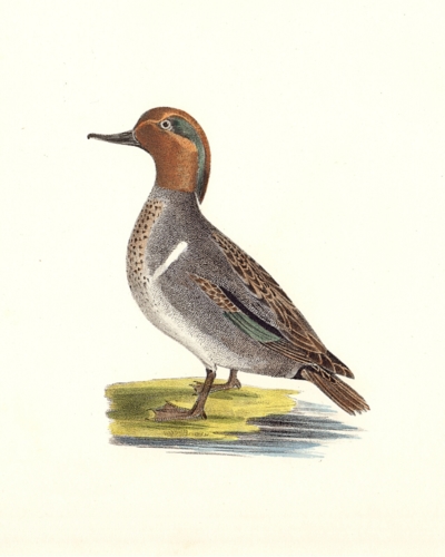 The Green-winged Teal