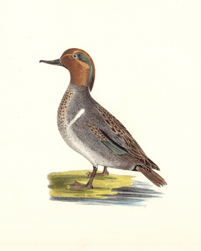 The Green-winged Teal